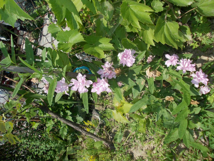 ipomeea roz - gradina cu flori vara 2012