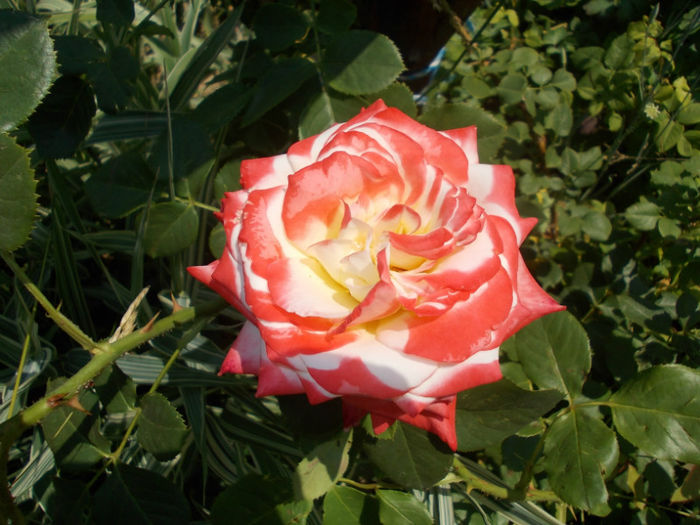 DSCN1177; trandafir de la piata
