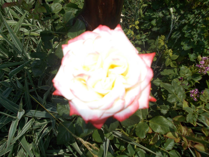 DSCN1178; trandafir de la piata
