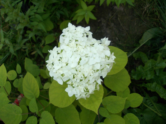 hortensia alba - gradina cu flori vara 2012