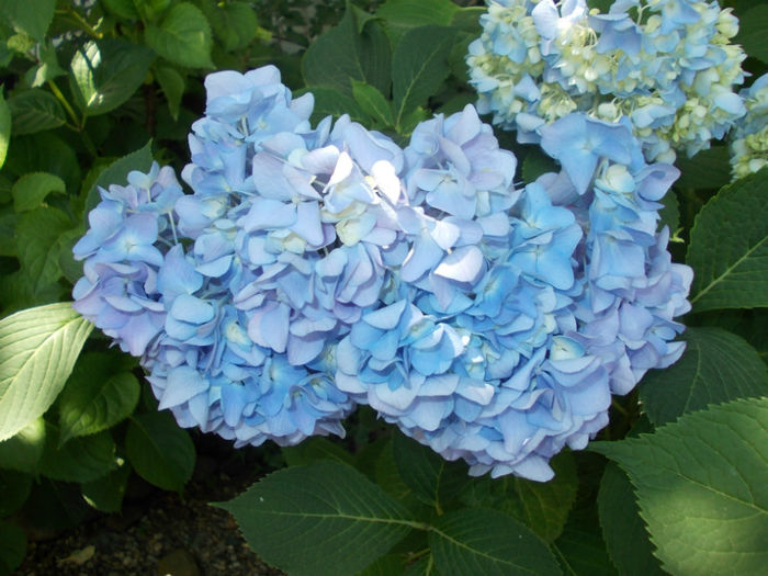 DSCN1184; hydrangea bleu
