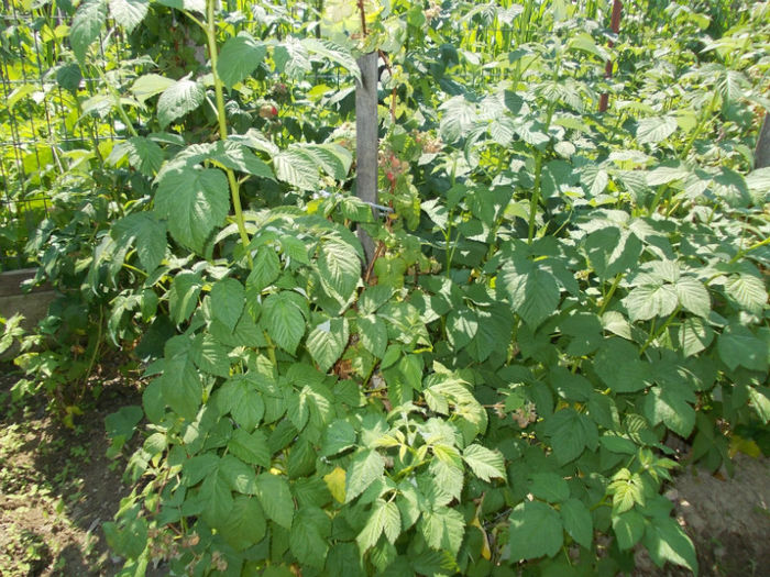 DSCN1188 - gradina de legume 2012