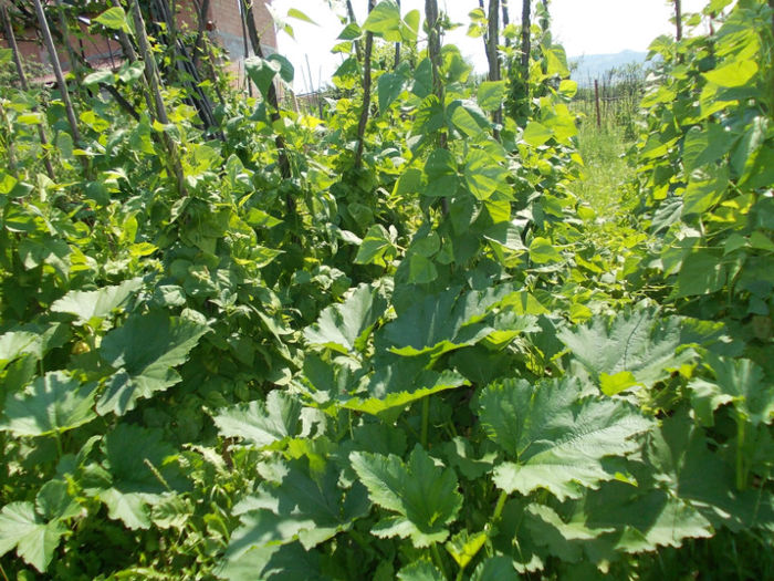 DSCN1192 - gradina de legume 2012