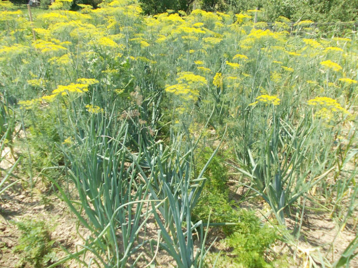 DSCN1209 - gradina de legume 2012