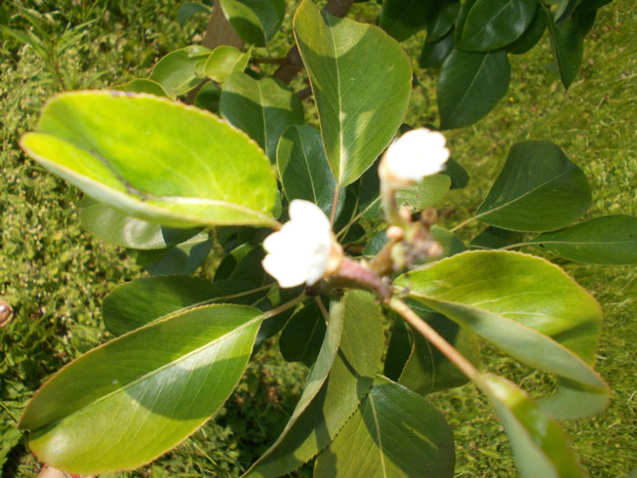 par cu floare in august - livada vara 2012