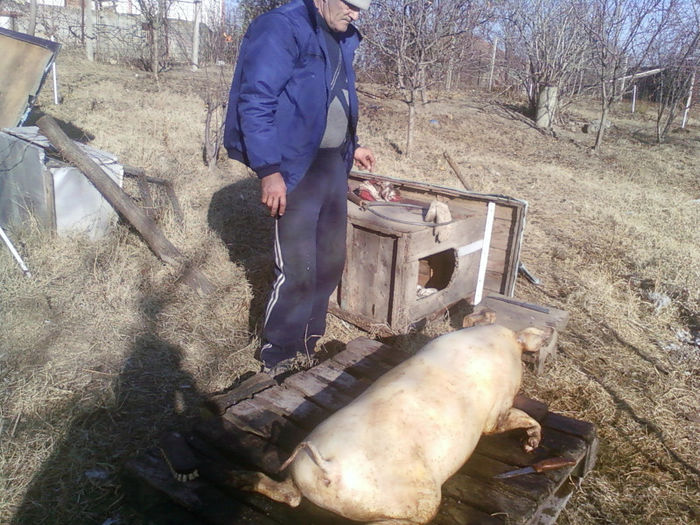 Fotografii-0048 - Taierea porcului la Mitici decembrie 2011
