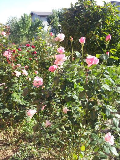 20121010_160039 - trandafiri toamna 2012