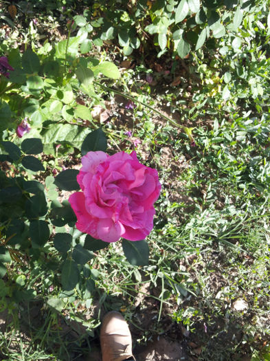 20121010_160110 - trandafiri toamna 2012