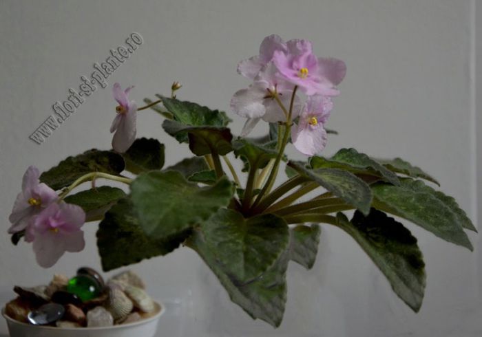 Saintpaulia Genetic Blush - 11  EXPOZITIE VIRTUALA  GESNERIACEAE