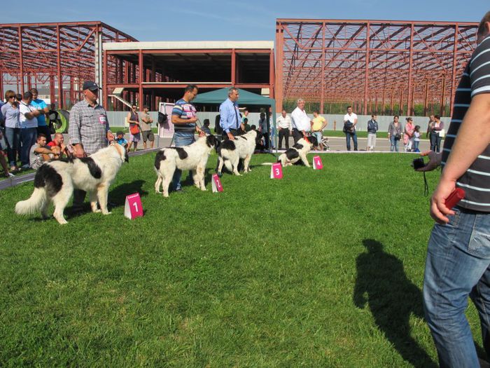  - j-EURO DOG SHOW-BUCURESTI 2012