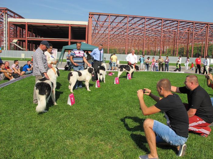  - j-EURO DOG SHOW-BUCURESTI 2012