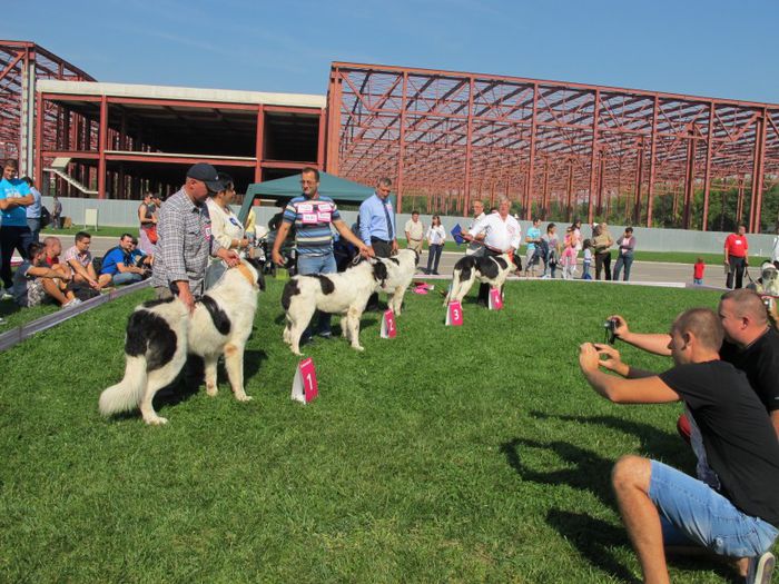  - j-EURO DOG SHOW-BUCURESTI 2012