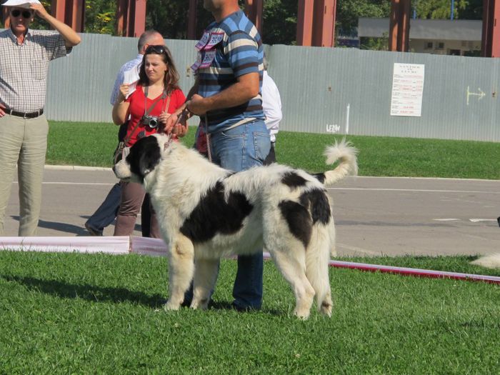  - j-EURO DOG SHOW-BUCURESTI 2012