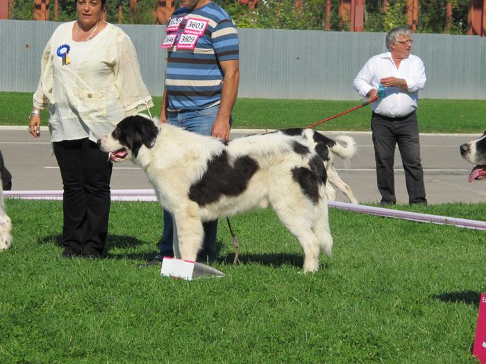  - j-EURO DOG SHOW-BUCURESTI 2012