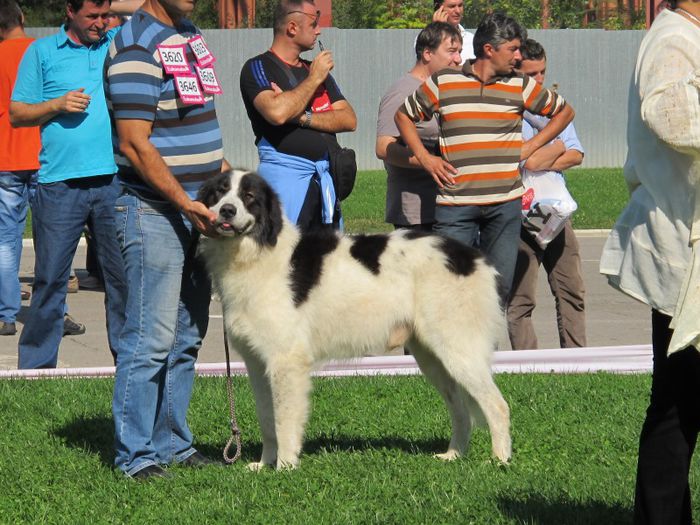  - j-EURO DOG SHOW-BUCURESTI 2012