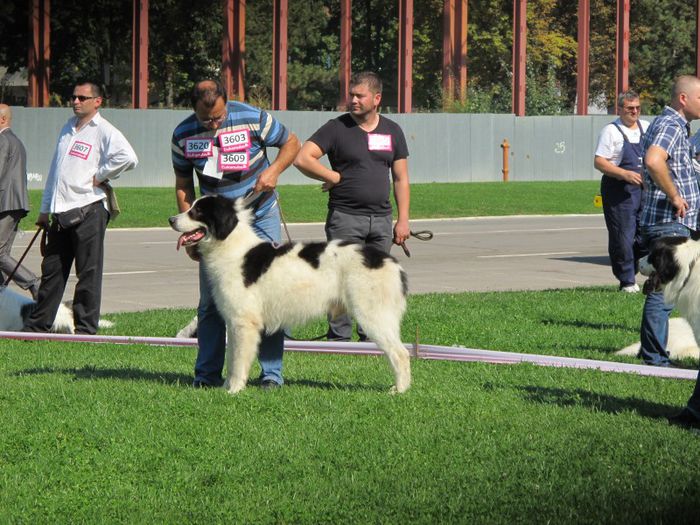  - j-EURO DOG SHOW-BUCURESTI 2012