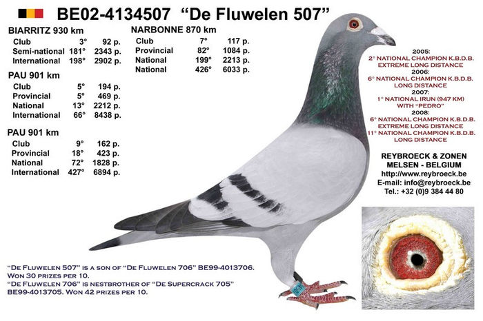 fluwelen507 bunica la 09-BELG-4339111 - Ascendenti celebri ai porumbeiilor mei