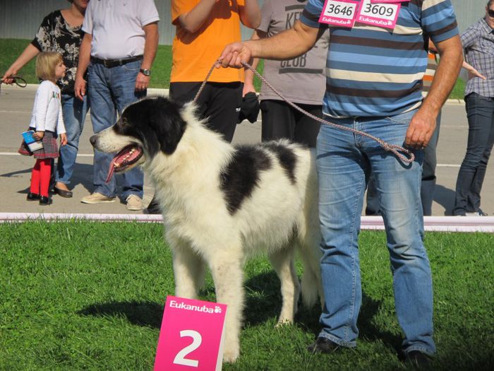  - j-EURO DOG SHOW-BUCURESTI 2012