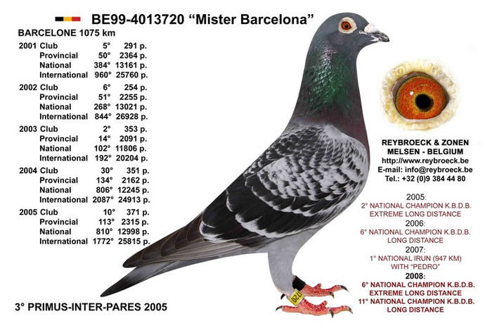 Mister_Barcelona - Ascendenti celebri ai porumbeiilor mei