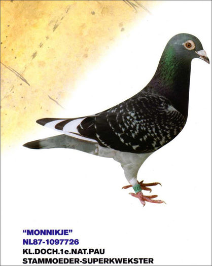 MONIKJE 726 mama lui Liz Taylor; MONIKJE 726 pure J Aarden Grm 1e Nat.Brive&quot;&quot;95 Grm.2e Limoges.Porumbel celebre al lui dn L OBEMDORFER
