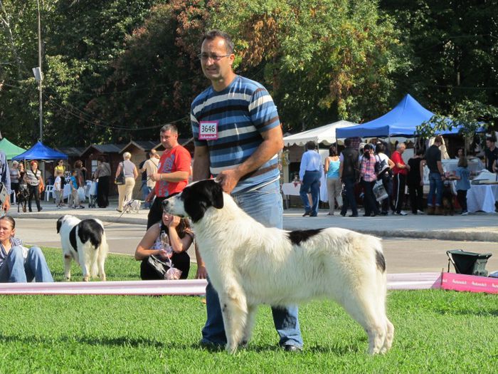  - j-EURO DOG SHOW-BUCURESTI 2012