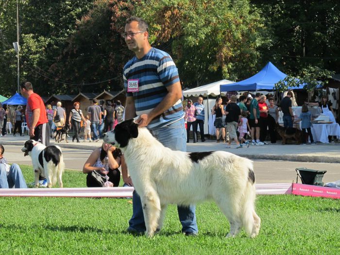  - j-EURO DOG SHOW-BUCURESTI 2012