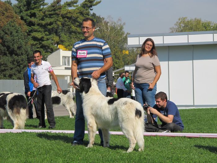  - j-EURO DOG SHOW-BUCURESTI 2012