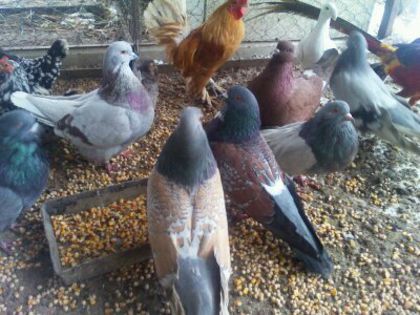porumbei 41 rase de vanzare - MY HOBBY gaini porumbei pauni fazani DE VANZARE