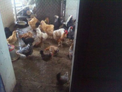 gaini rasa de vanzare - MY HOBBY gaini porumbei pauni fazani DE VANZARE