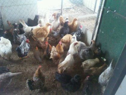 32 rase gaini - MY HOBBY gaini porumbei pauni fazani DE VANZARE