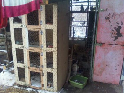 1359624780976 - MY HOBBY gaini porumbei pauni fazani DE VANZARE
