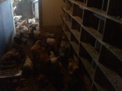 gaini rasa de vanzare