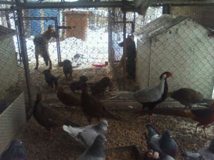 fazanii argintii - MY HOBBY gaini porumbei pauni fazani DE VANZARE