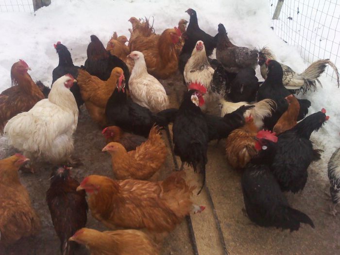 gaini rasa de vanzare