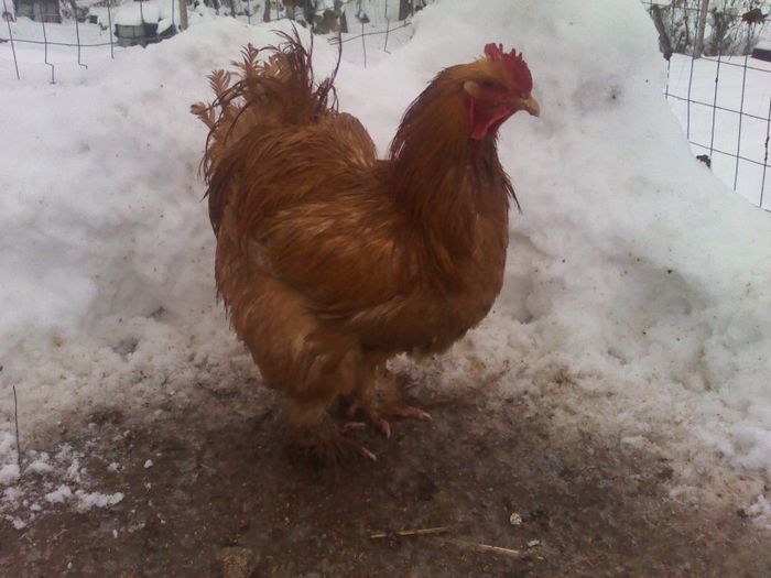 conchinchina urias galben de vanzare