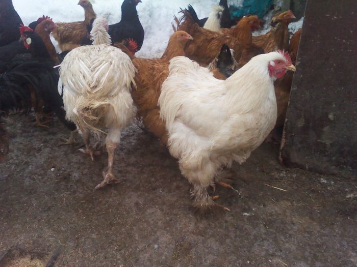 chonchinchina alb urias