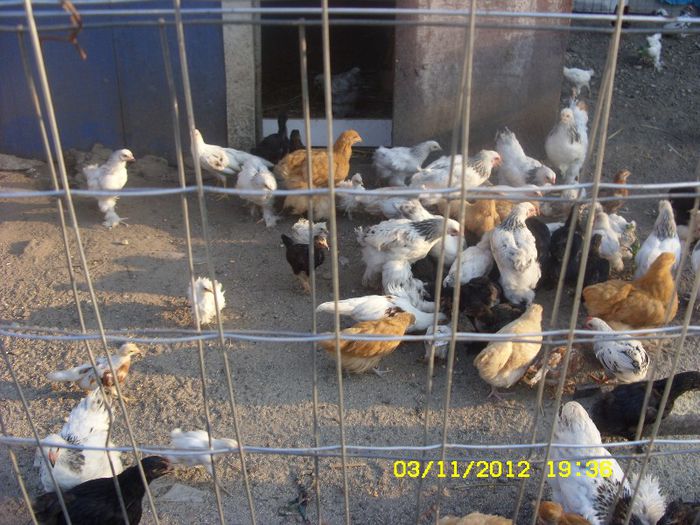 pui gaini rasa de vanzare