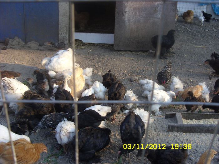 pui gaini rasa 40 rase de vanzare