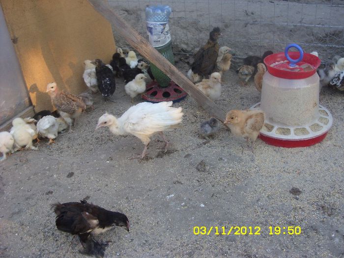 pui pauni si gaini rasa de vanzare