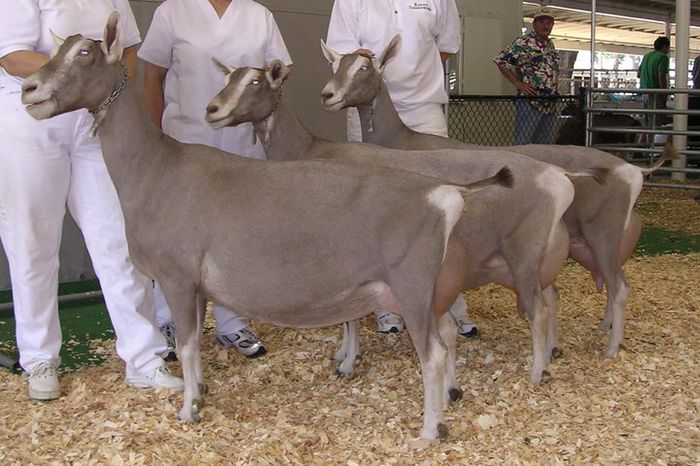 in expozitie - crescatori de capre -austria ziege farm
