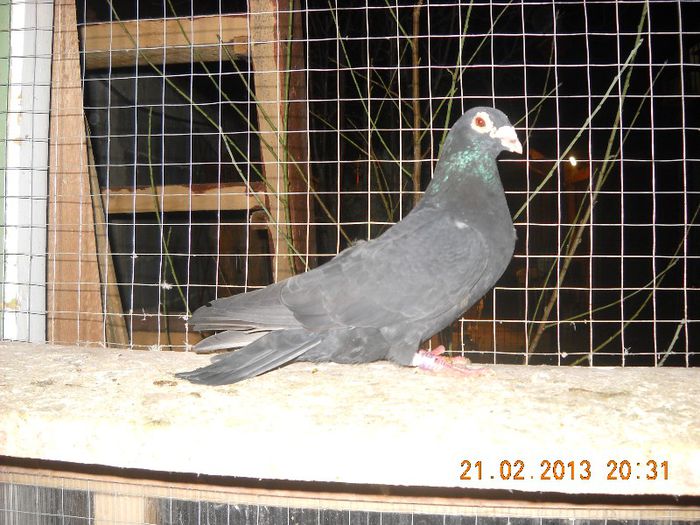 F ro 2007 - 20.02.2013
