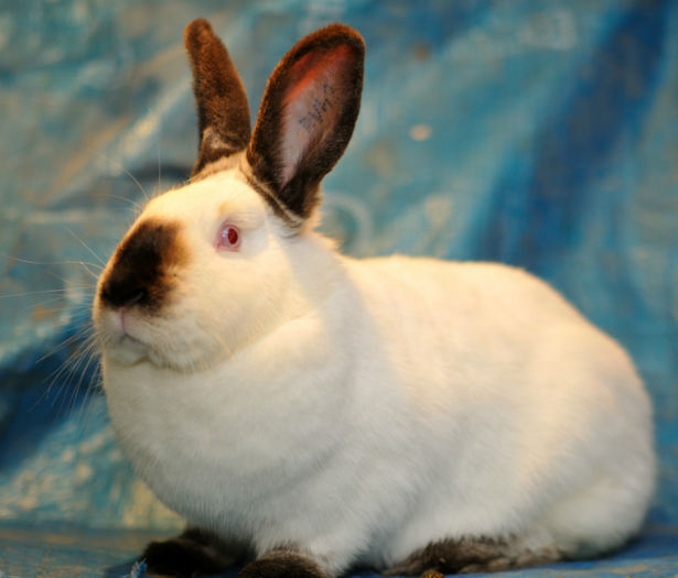 DUM_4465 - Californian