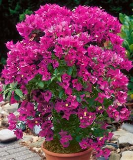 Bougainvillea - am găsit!
