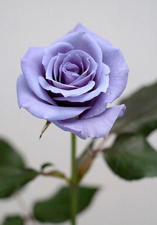 blue-rose