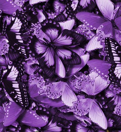 Butterflies-Bunches-Colorful-Violet