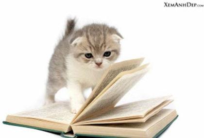 cute_cat109 - Imagini cu animalute flori etc