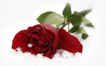 heartpic