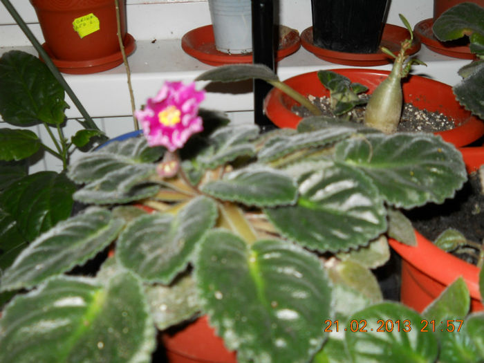 21.02.2013 001 - FEBRUARIE 2013