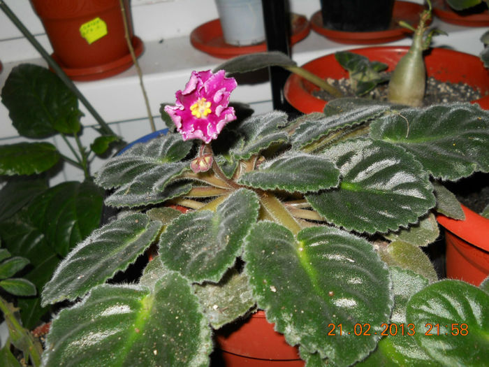 21.02.2013 002 - FEBRUARIE 2013
