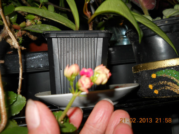 21.02.2013 003 - FEBRUARIE 2013